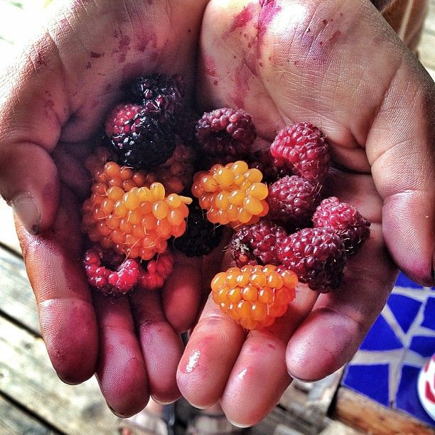 Summer bounty B.C. berries