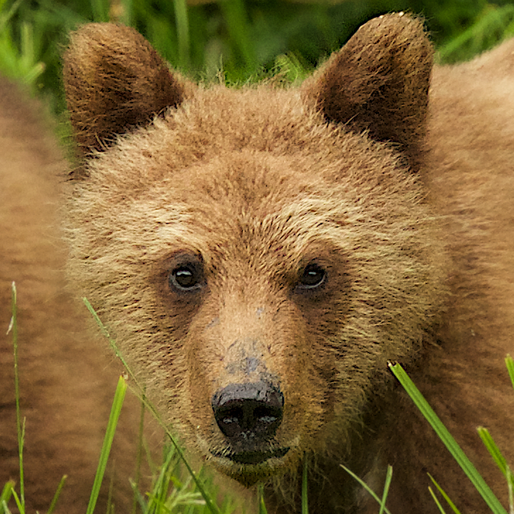 Yearling grizzly cub by Trish Boyum