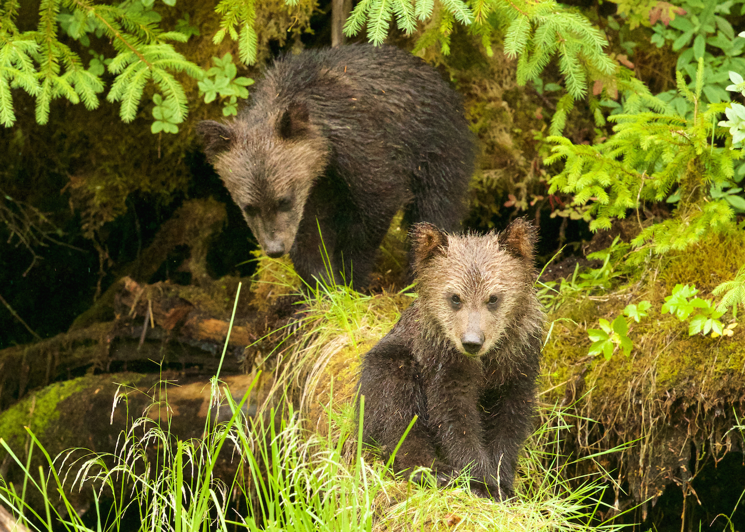 Grizzly cub. Photo by Trish Boyum.