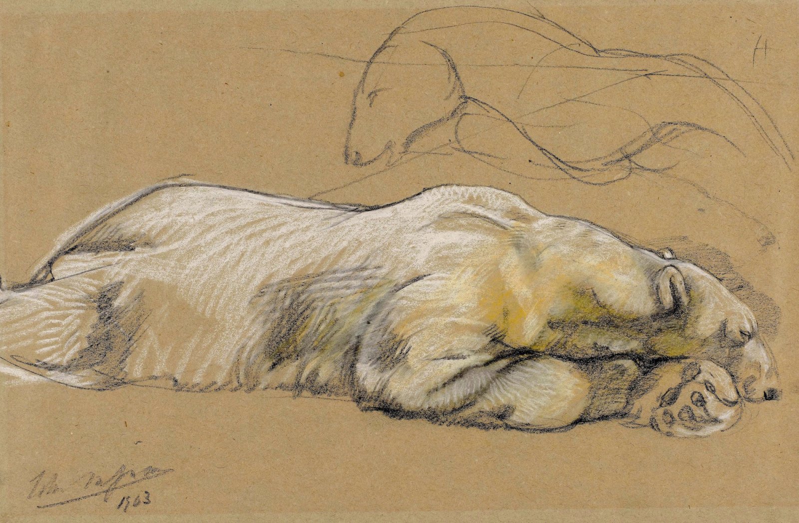 Polar Bear sketch by John Macallan Swan, 1903. Courtesy of Rijksmuseum, Amsterdam.  