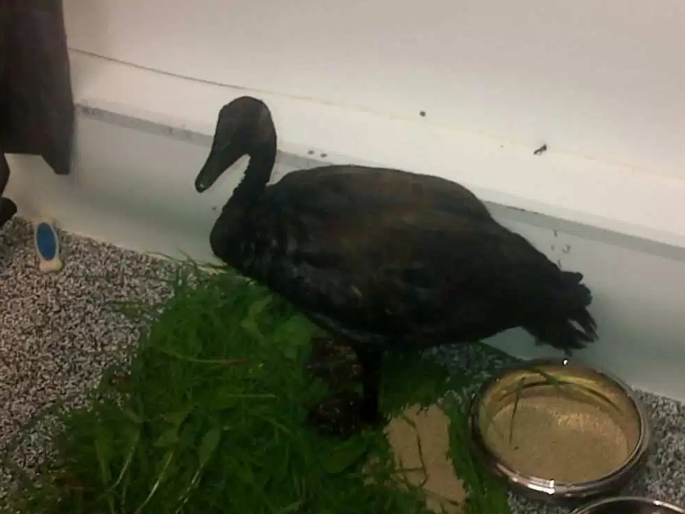 Living Sky Wildlife Rehabilitation, Husky oil spill, Canada goose