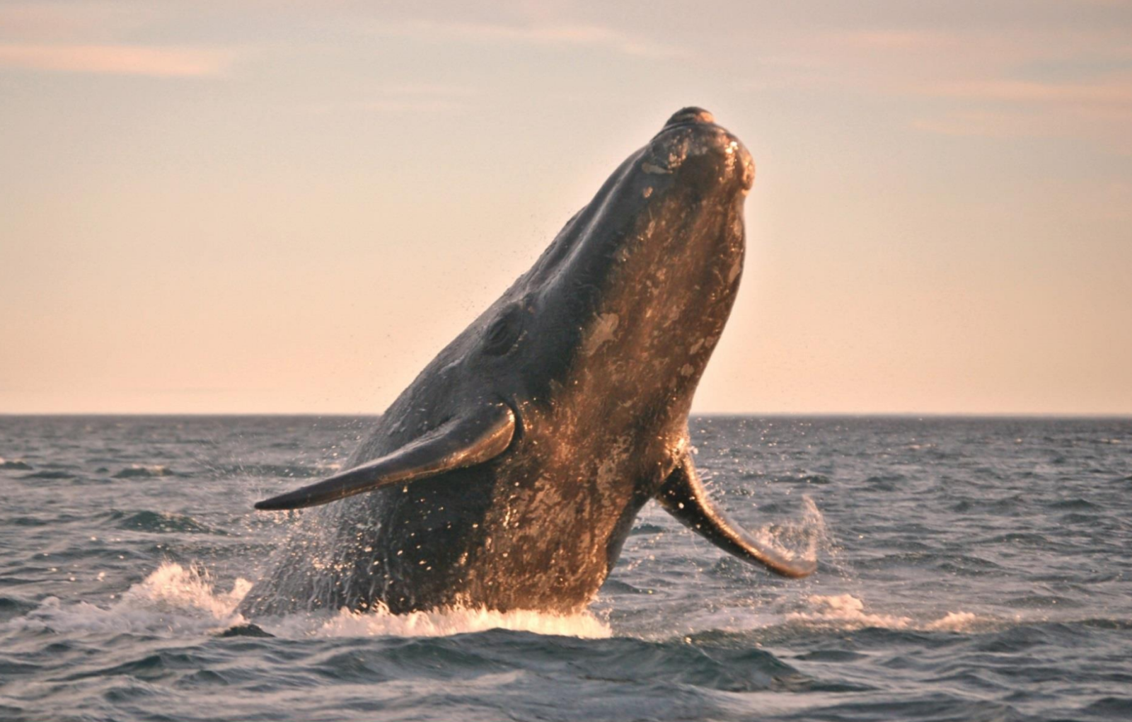 Fisheries and Oceans Canada, North Atlantic right whale, right whale