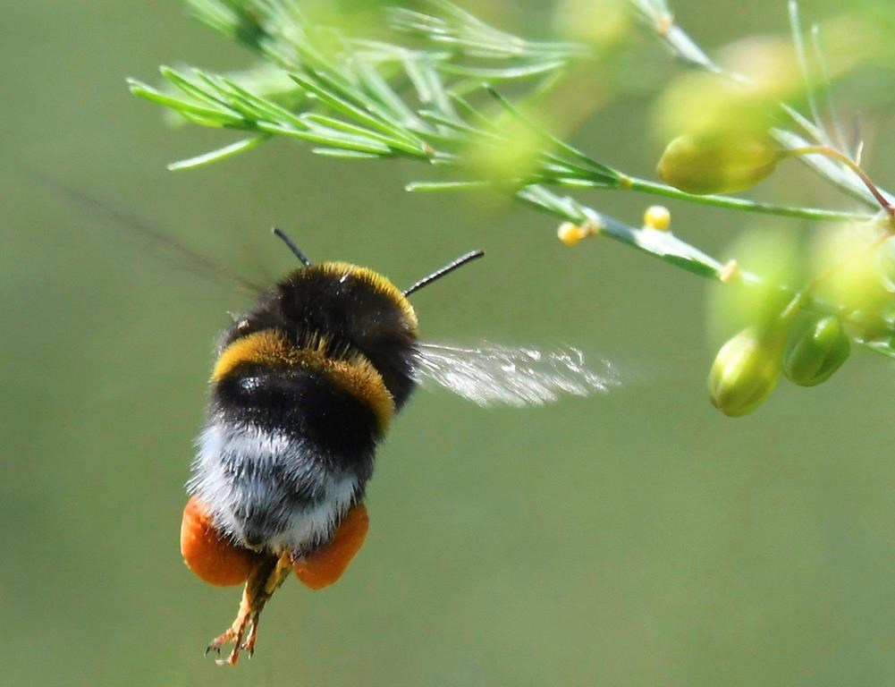bumblebee, pollen, asparagus field, Diedersdorf, Germany