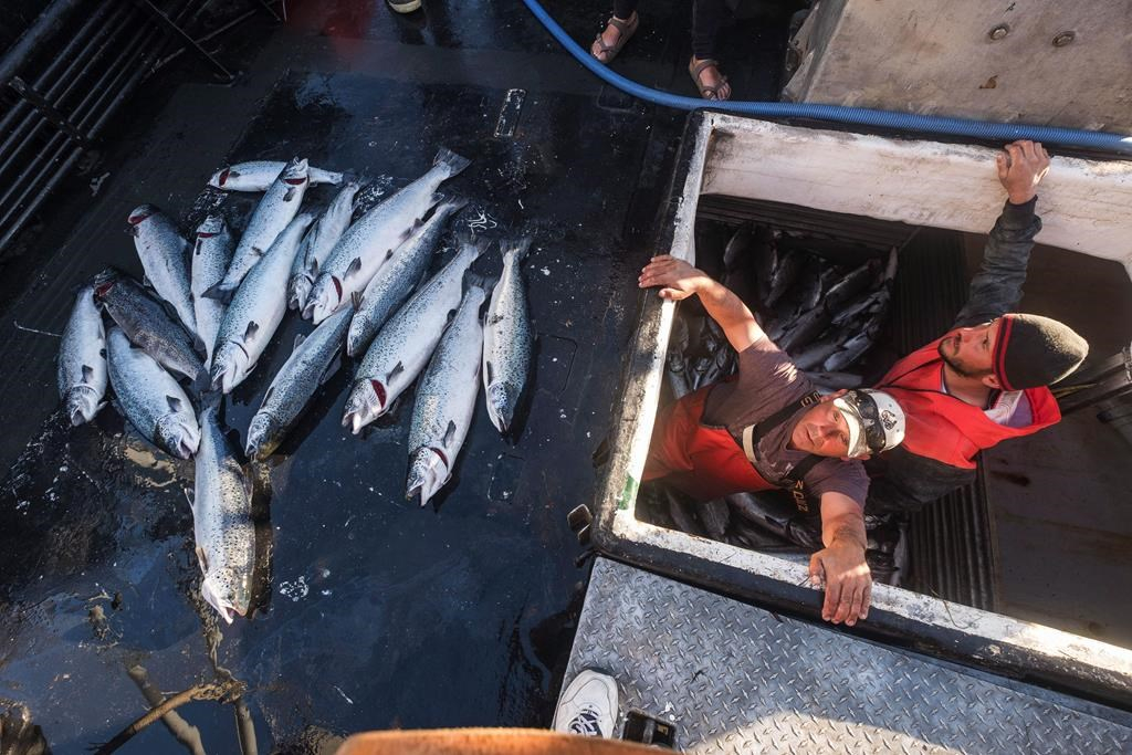 Cooke Aquaculture's marine salmon farm in the San Juan Islands off Washington state failed over a week ago, releasing thousands of farmed Atlantic salmon into waters.