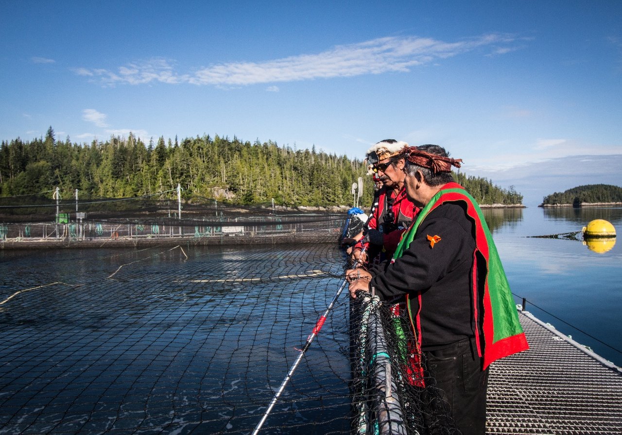 Marine Harvest Occupiers observe the farmed fish pens with a GoPro, salmon, B.C.