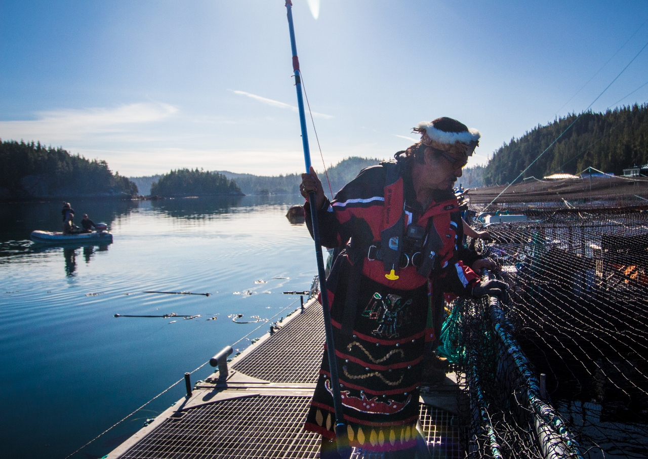Chief George Quocksister Jr. inspects farmed salmon on the Marine Harvest fish farm on Swanson Island