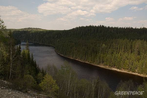 Intact Boreal Forest Greenpeace Canada