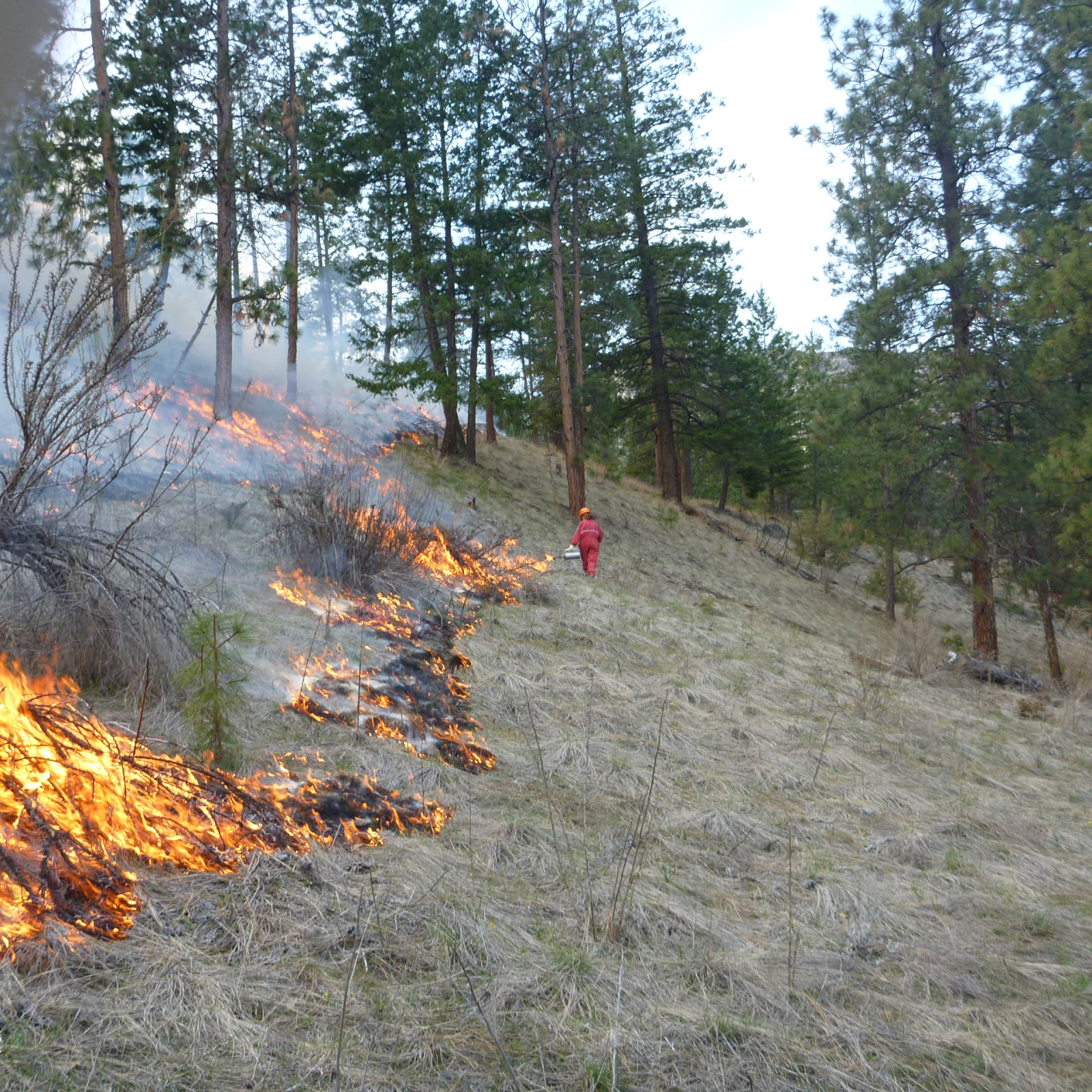 A prescribed burn in a forest in the Okanagan. Photo by Suzie Lavallee