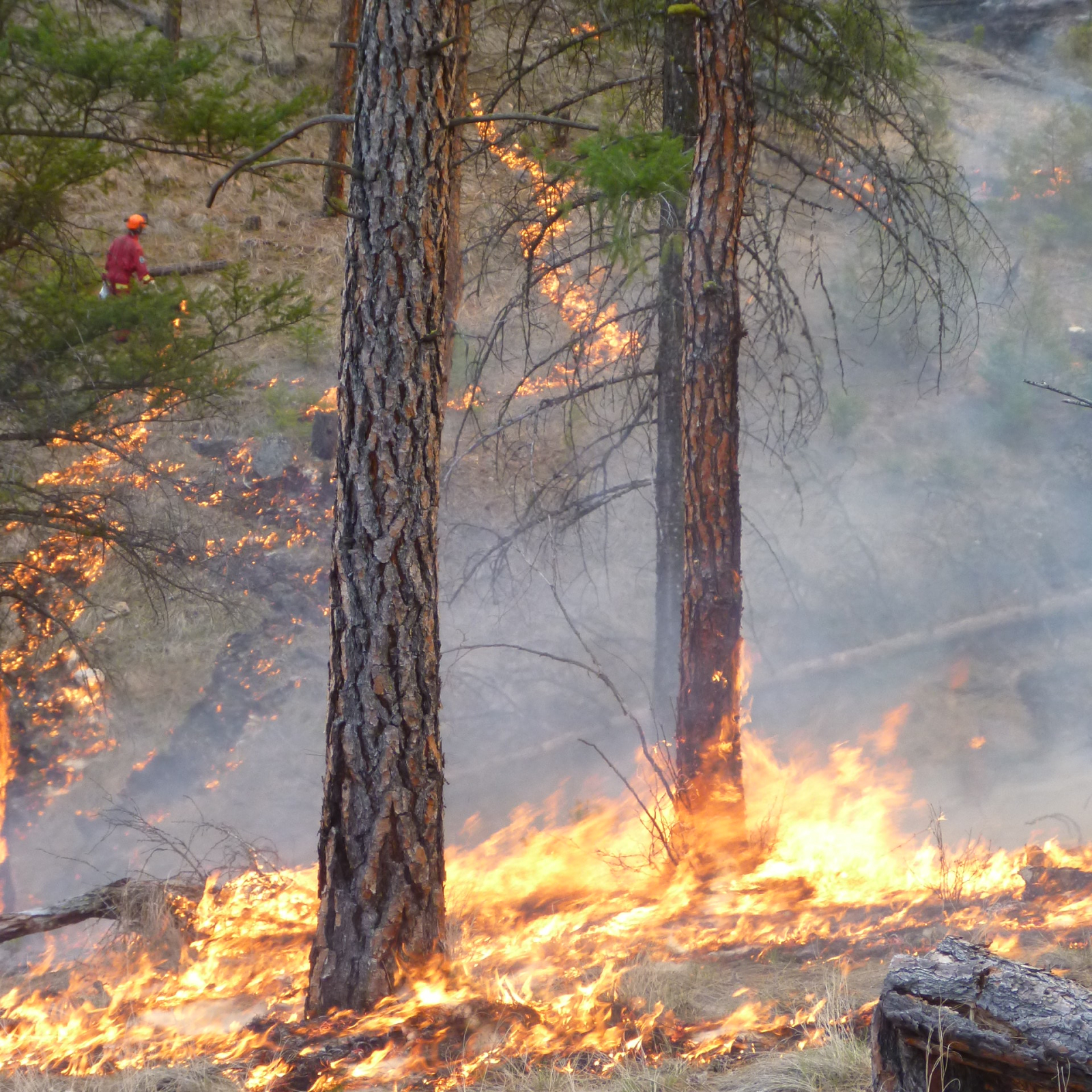 A prescribed burn in a forest in the Okanagan. 