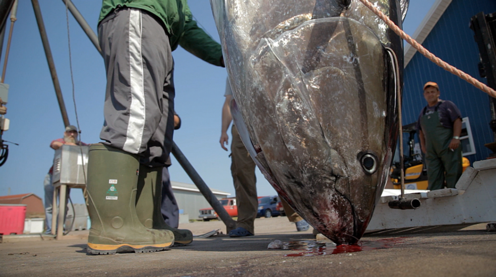 Bluefin, tuna, Prince Edward Island, oceans, conservation