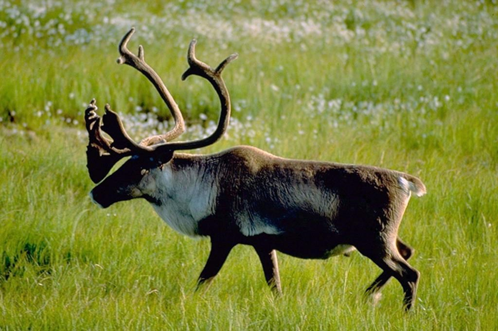 Woodland caribou bull, 