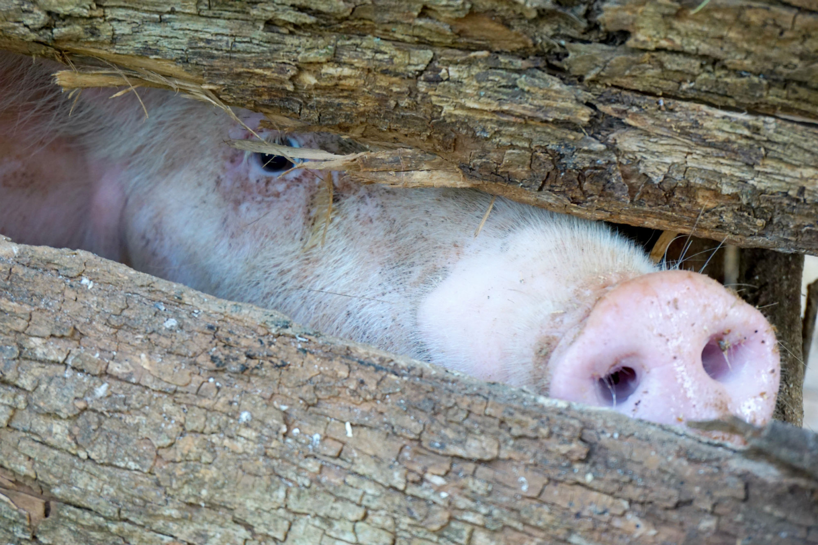 pig, pork, agriculture, animal welfare, animal cruelty