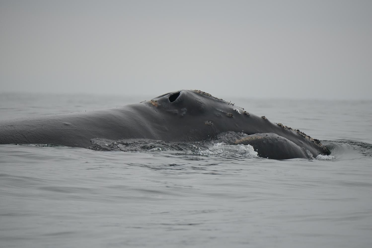 A rare sighting of a North Pacific Right Whale off the west coast of Haida Gwaii in June 2013. Photo by John Ford