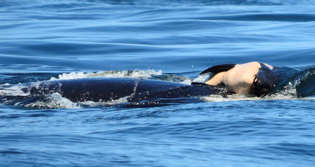 Center for Whale Research, baby orca whale, Canada coast, Victoria, 