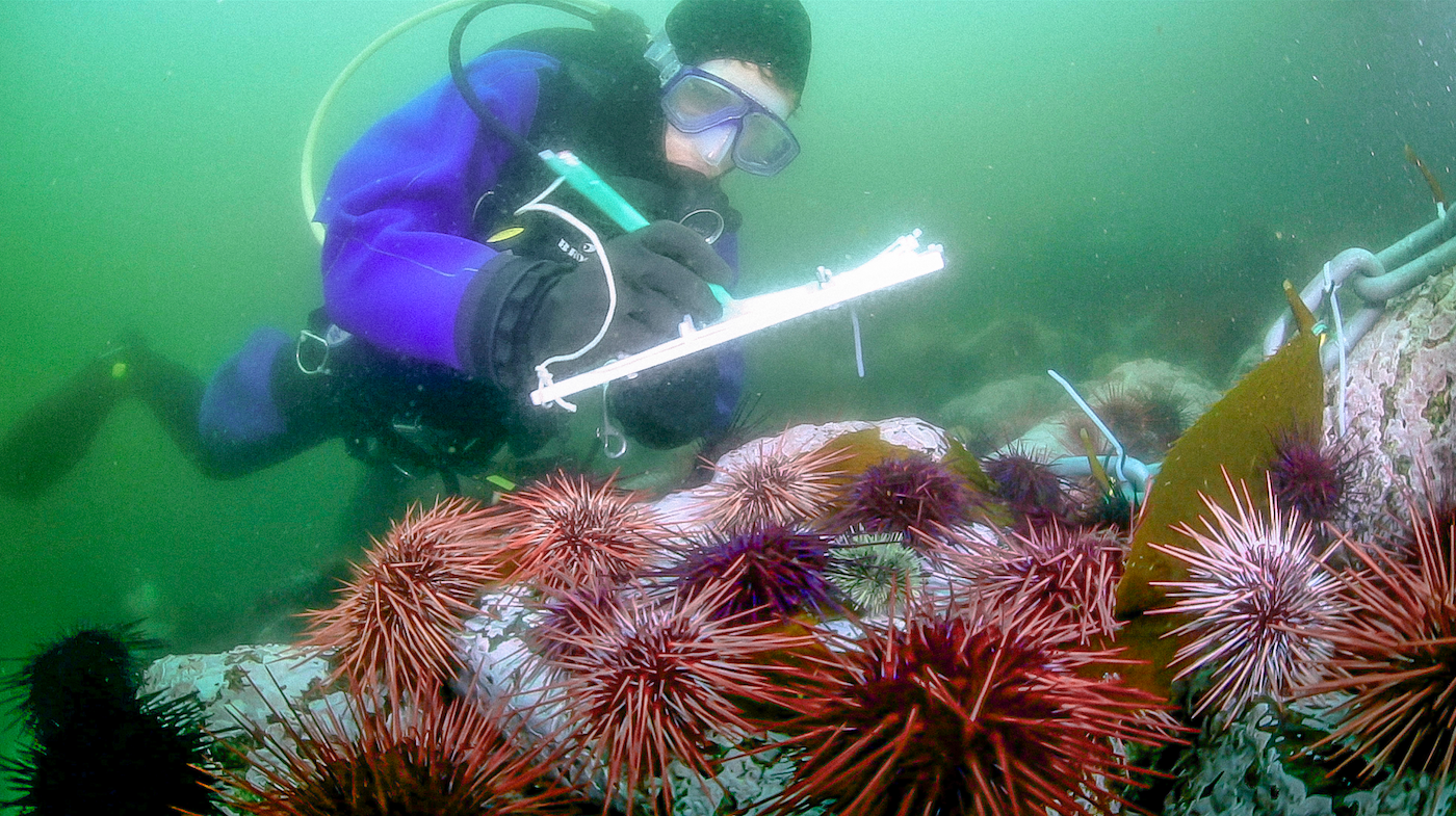 Researcher Jenn Burt surveying urchins.