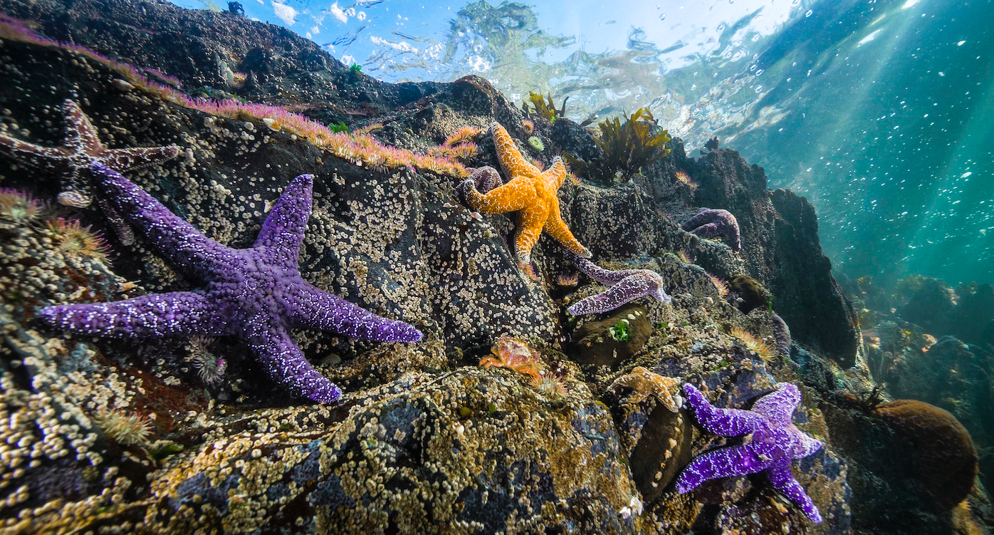 Ochre stars were a familiar sight all over the West Coast prior to SSWD.