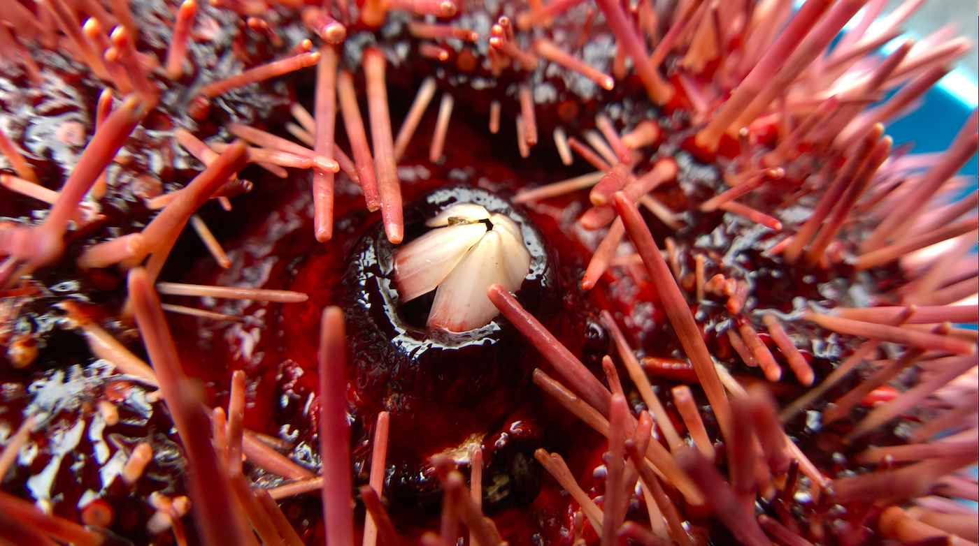 The underside of a sea urchin.
