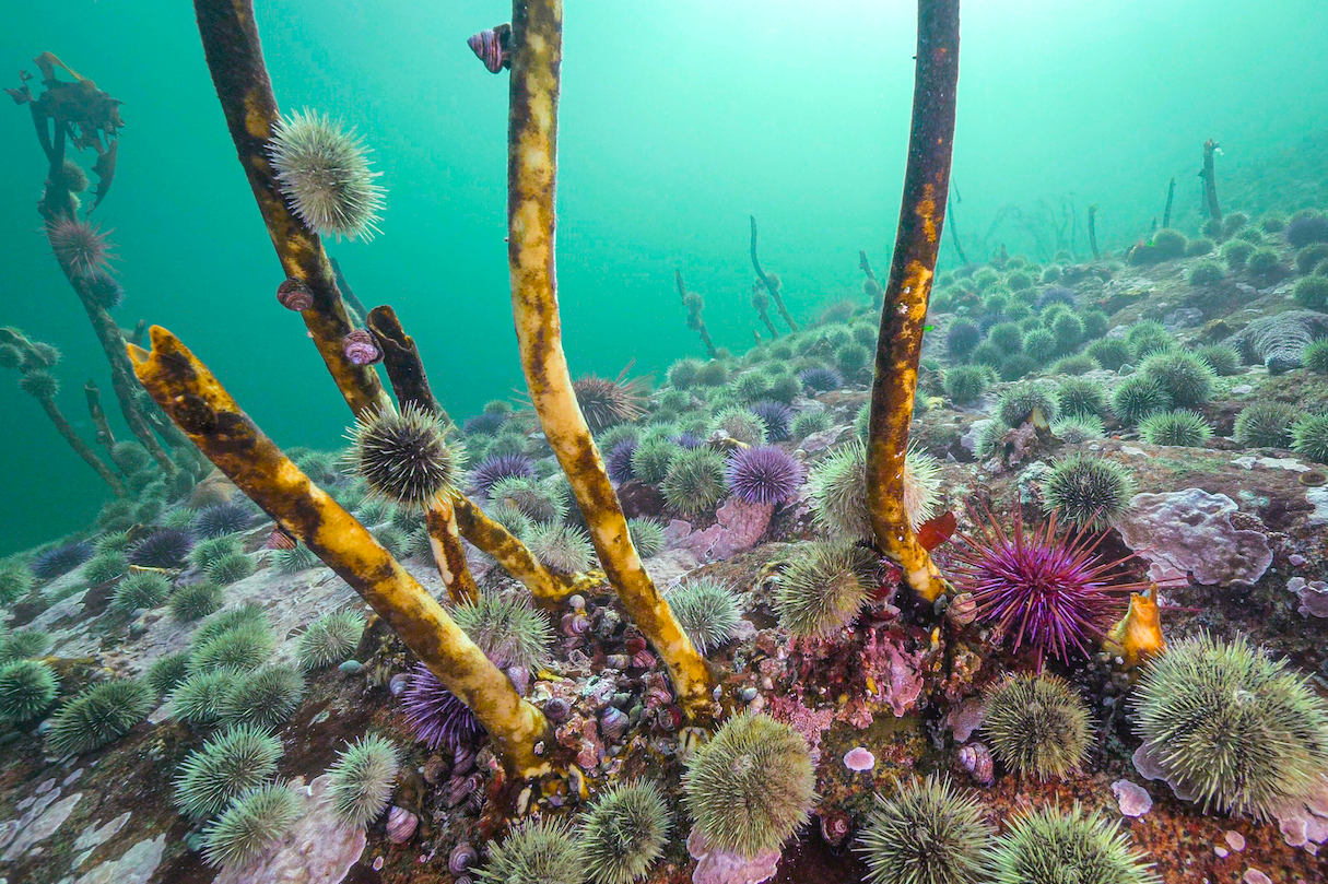 Urchins turning a kelp forest into a barren.