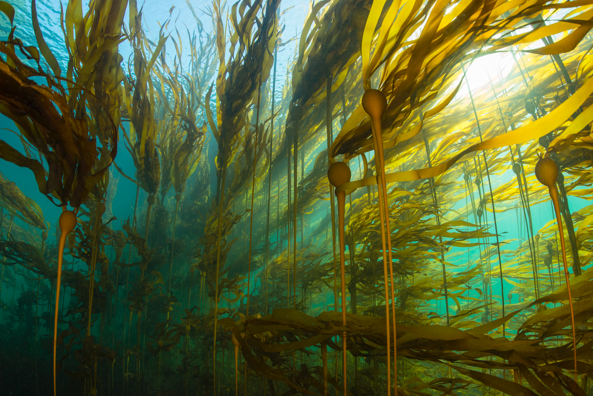 Bull kelp in Pacific waters. 