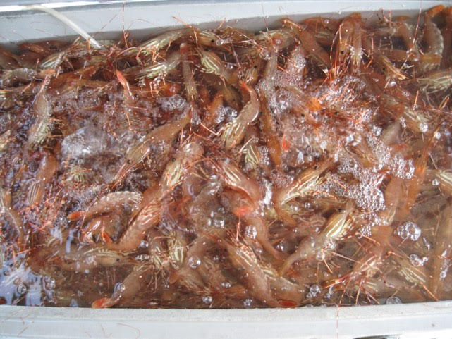 A catch of spot prawns in water