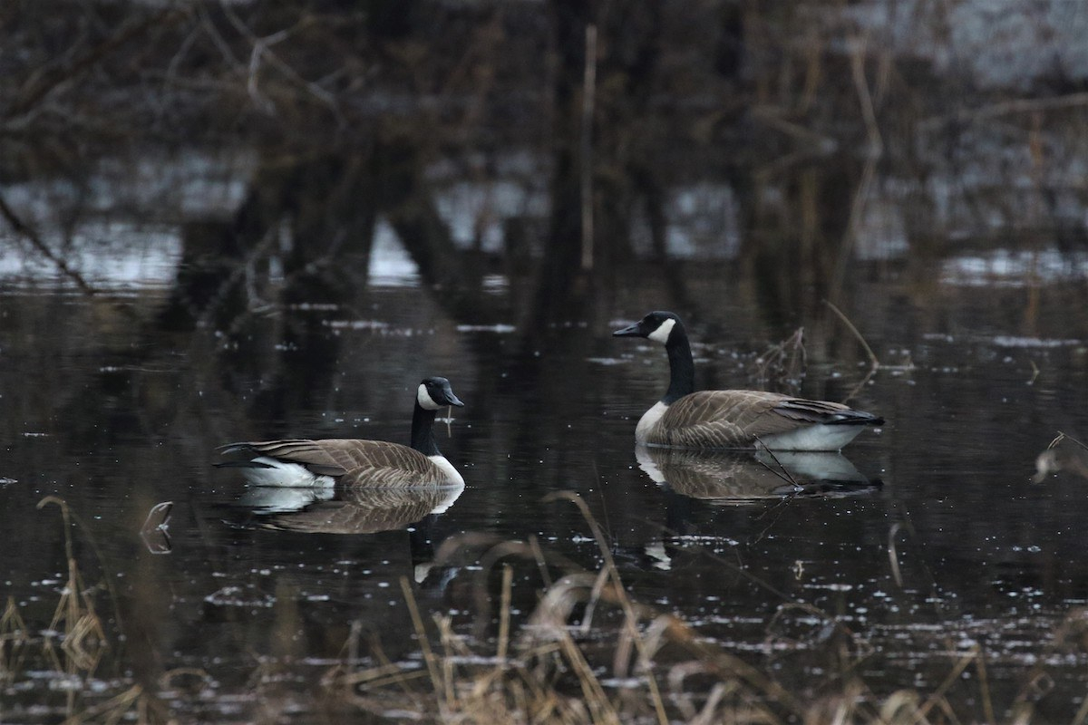 Canada geese swim in a pond