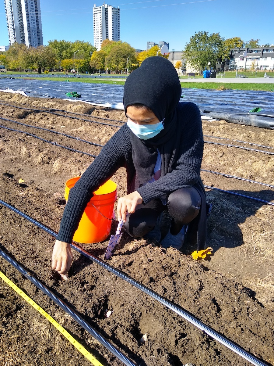 A woman squats next to a raised bed, planting garlic and holding a trowel in one hand