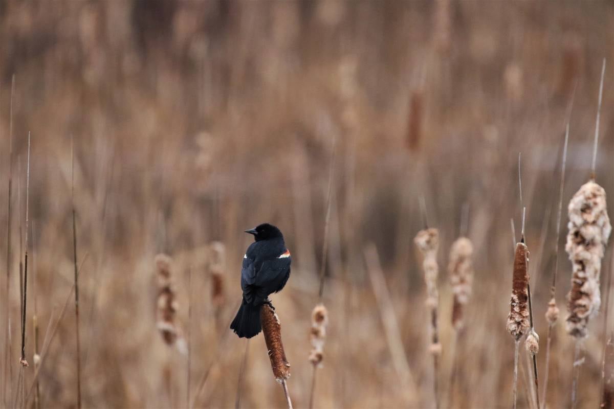 A black bird perches on a cattail