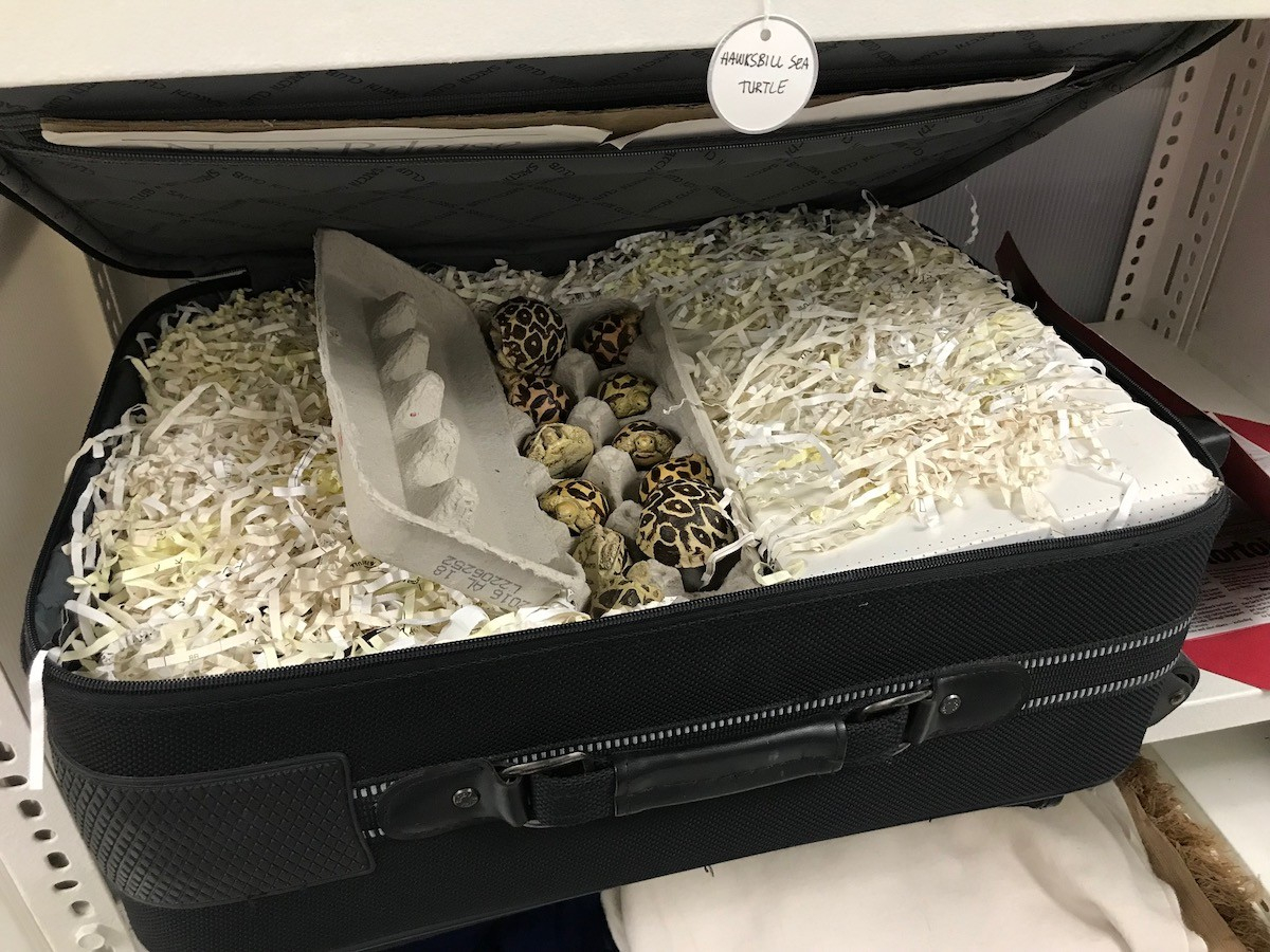 Baby turtles in an egg carton inside a suitcase
