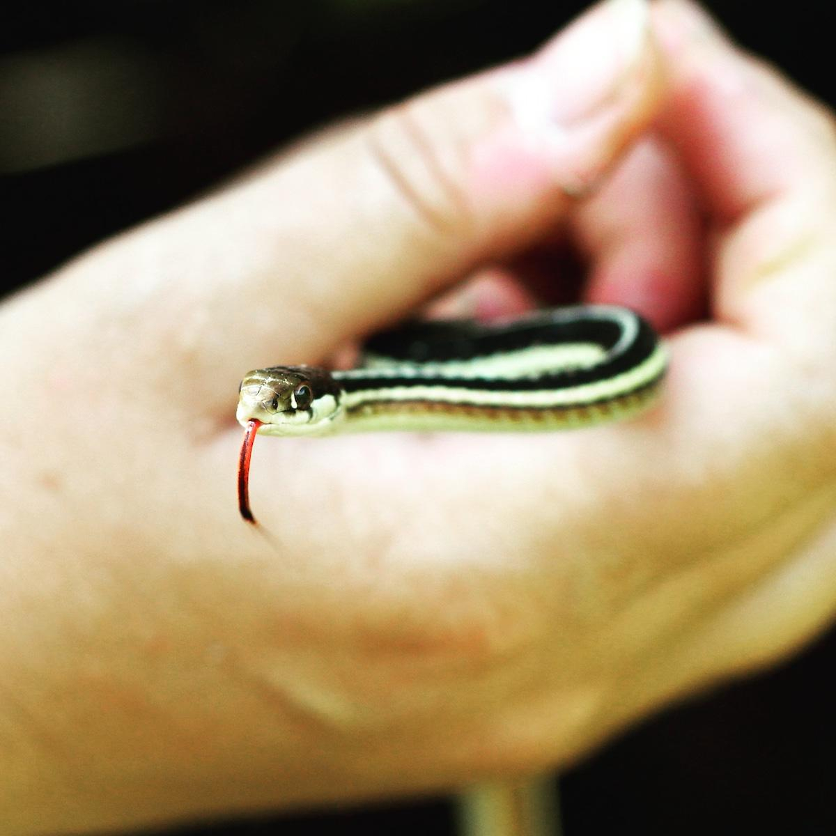 A hand holds a thin, dark brown snake with a yellow stripe