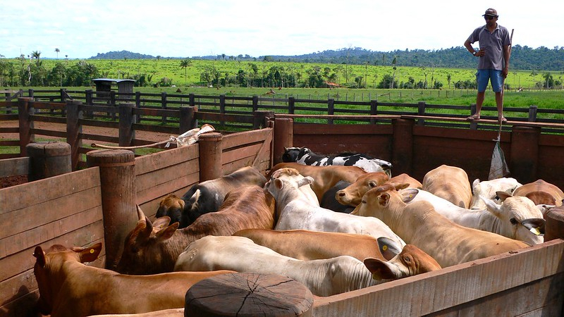 Cattle farming in Amazon