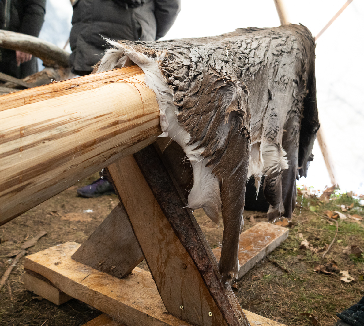 Reclaiming Indigenous traditions, one moose hide at a time