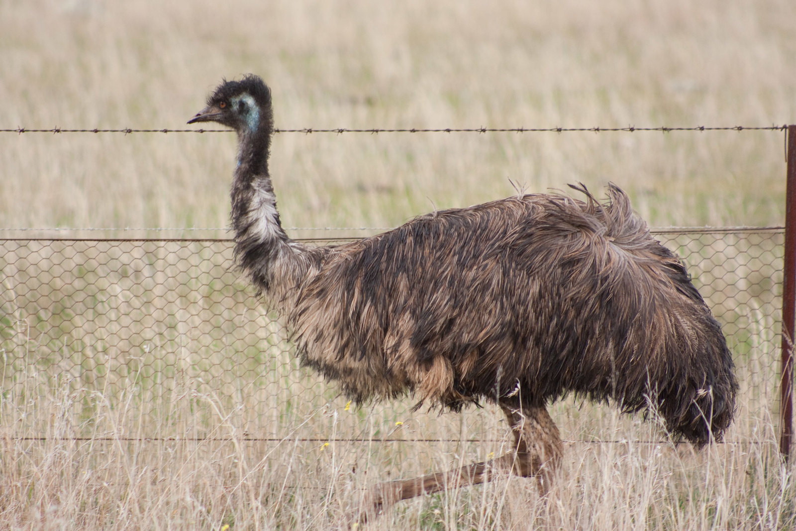 Emu, Fence,