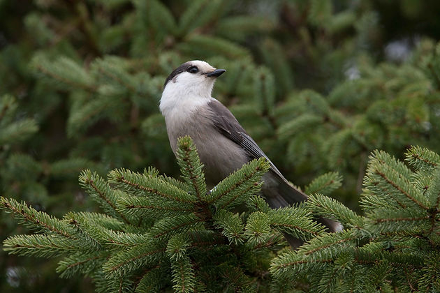 A small grey and white bird sits on a pine bough, shot from below.