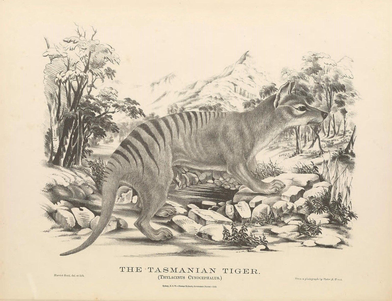 Tasmanian tiger,