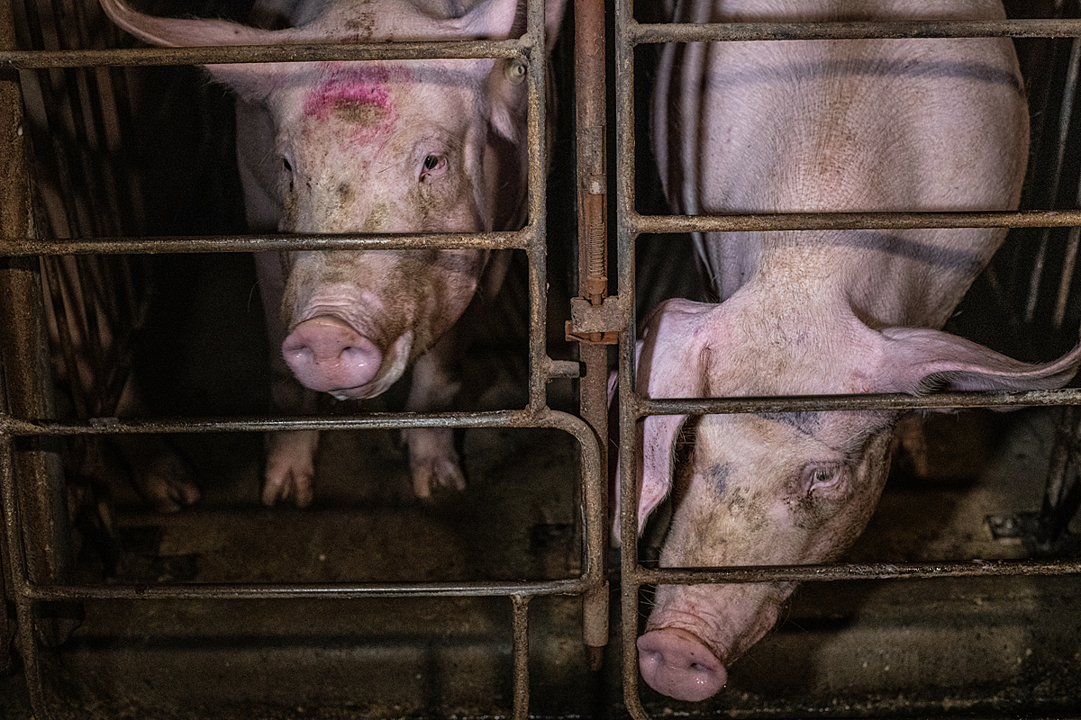 Animal rights activists are escalating tactics to expose 'systemic abuse'  in factory farms. Has it backfired? | Canada's National Observer: News &  Analysis