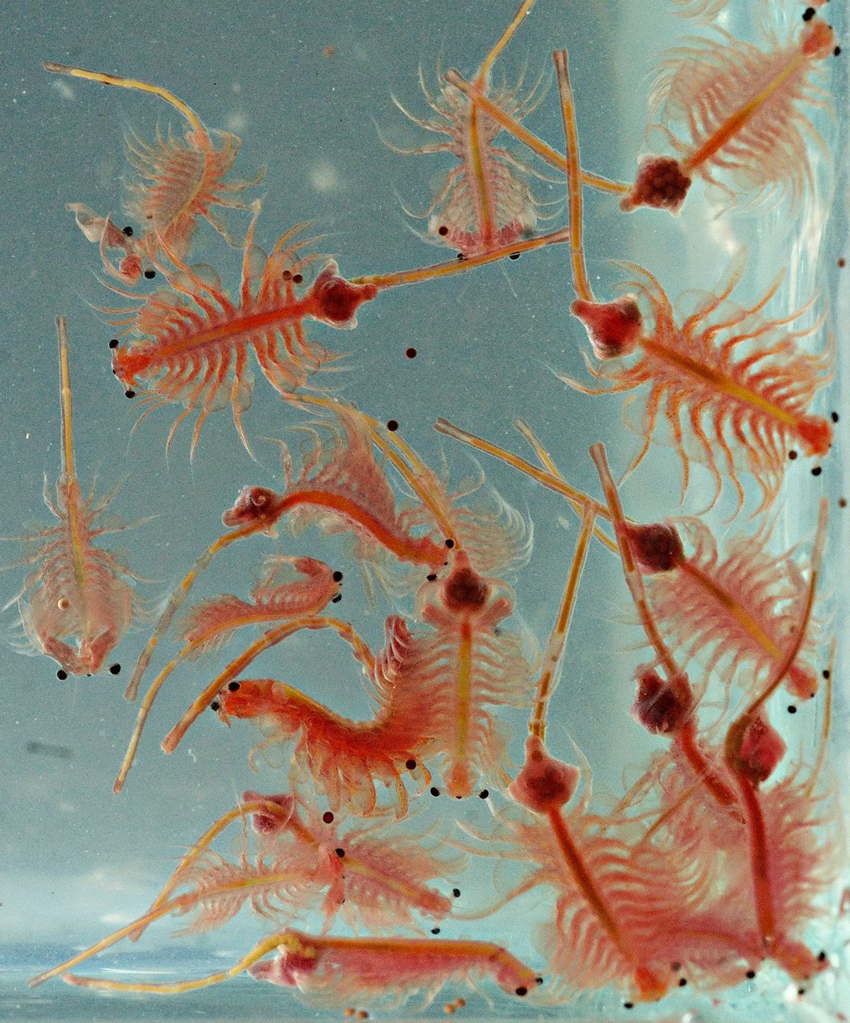 Brine shrimp, Lake Abert,