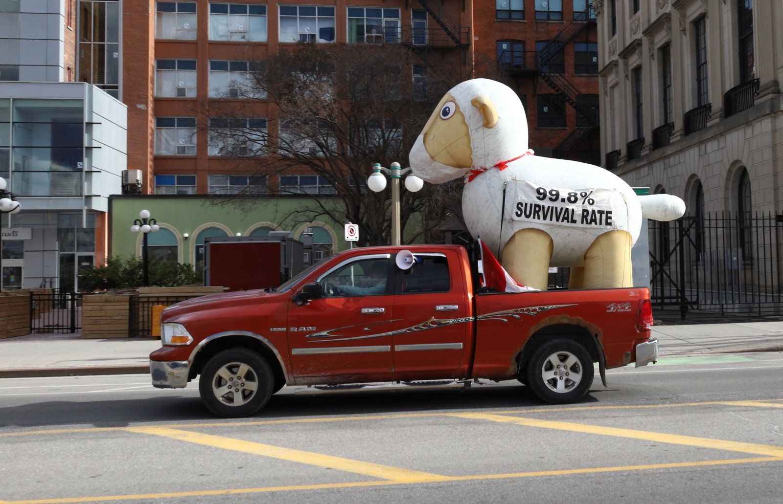an inflatible sheep in the back of a pick up truck