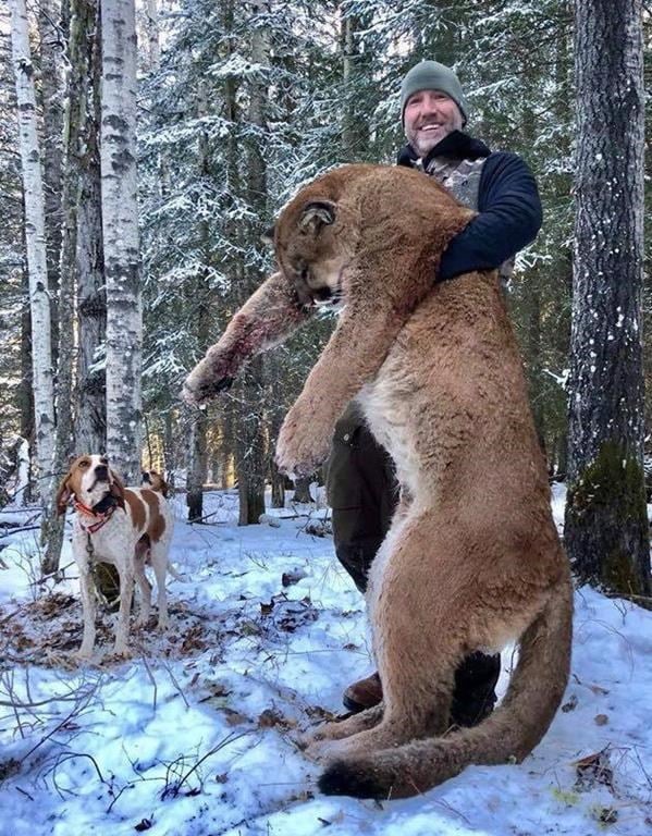 Cougar hunt in Alberta sparks debate among scientists, hunters and
