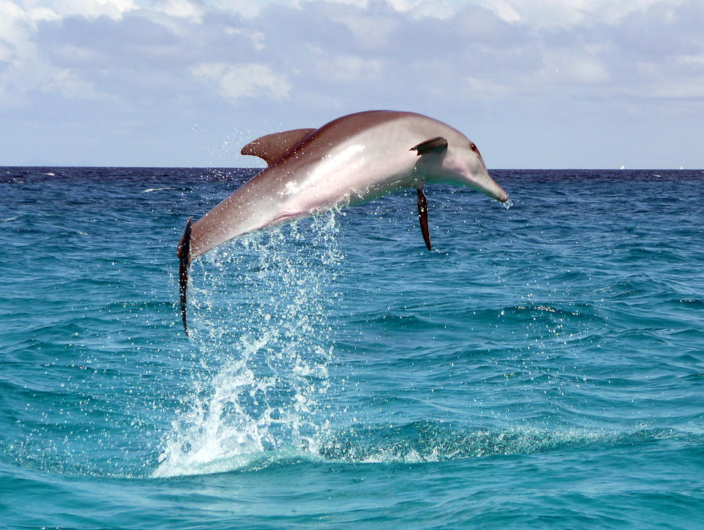 More than 80 of Indian Ocean dolphins may have been
