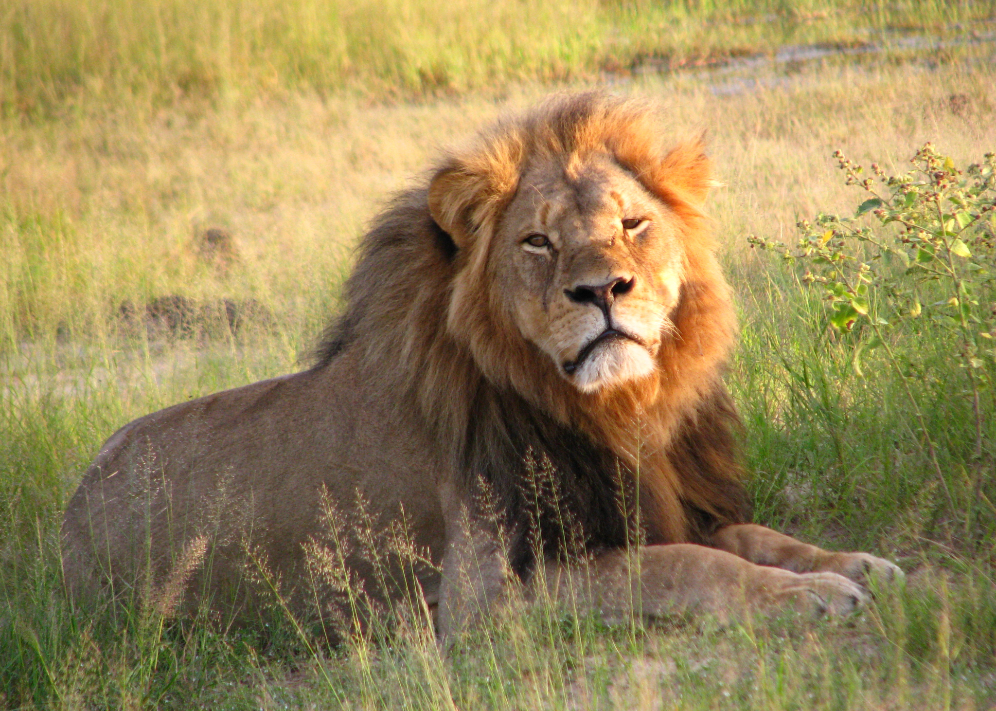 As international trophy hunting expo kicks off, the ethics of the 