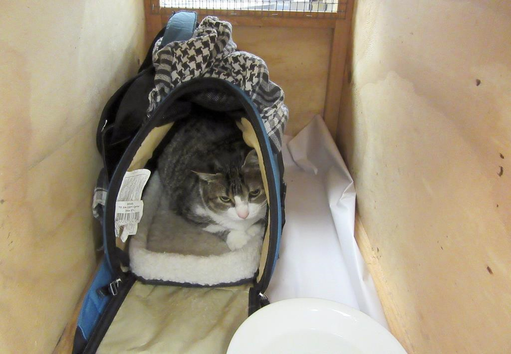 Canadians sent home for trying to sneak cat into New Zealand