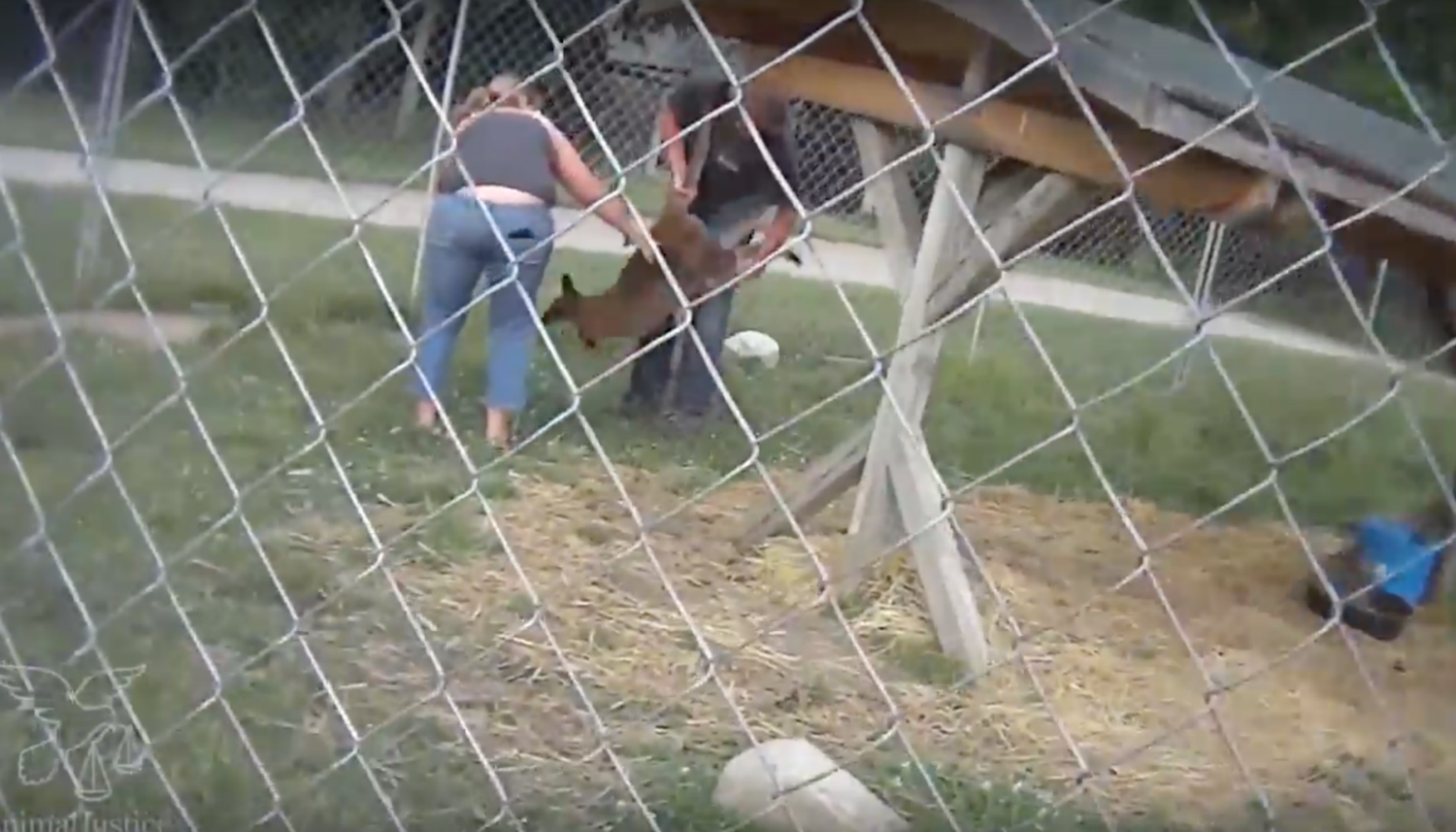 Secret footage shows shocking animal abuse at Ottawa-area zoo | Canada's  National Observer: News & Analysis