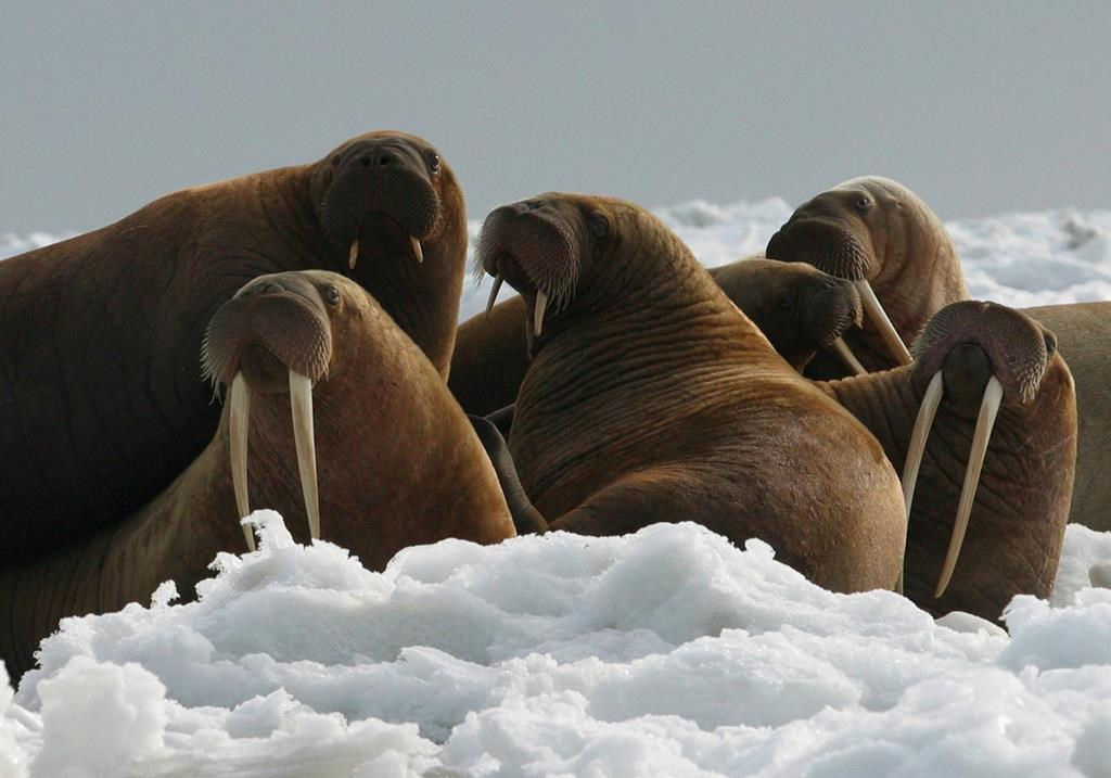 Activist urges walrus rafts in absence of Arctic sea ice | Canada's  National Observer: News & Analysis