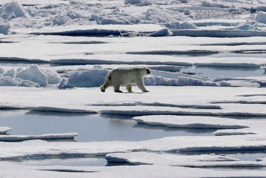 Increased northern shipping potential danger for Arctic animals: study |  Canada's National Observer: News & Analysis