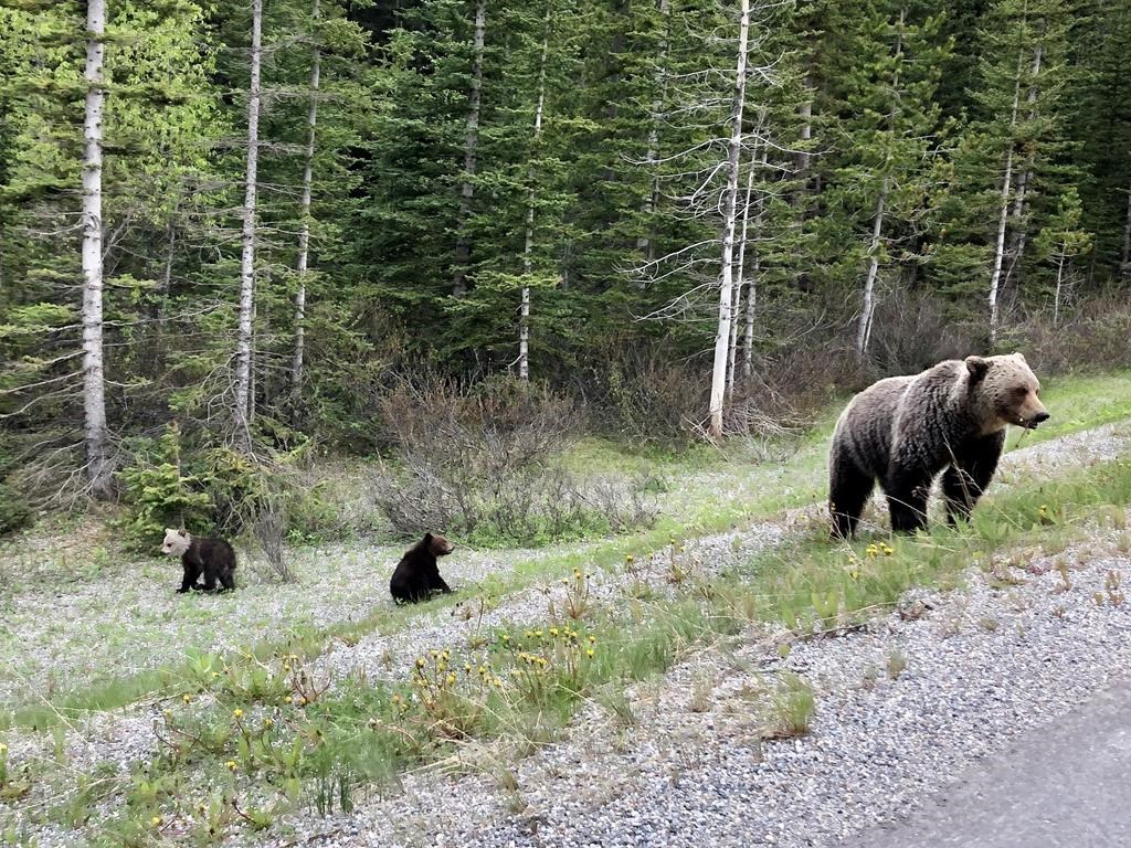 Thought it was a panda:' Second rare grizzly bear sighting in Banff National  Park | Canada's National Observer: News & Analysis