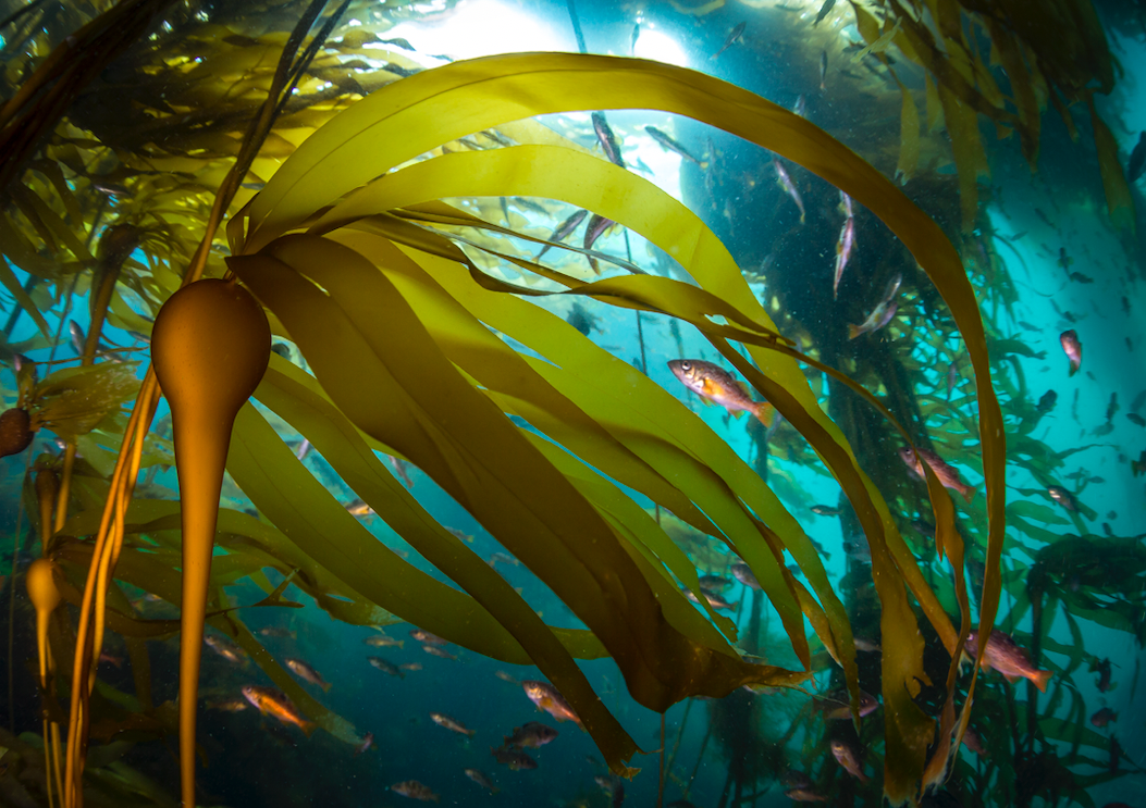 The hidden life of kelp: How sea otters, urchins and starfish make ocean  forests | Canada's National Observer: News & Analysis