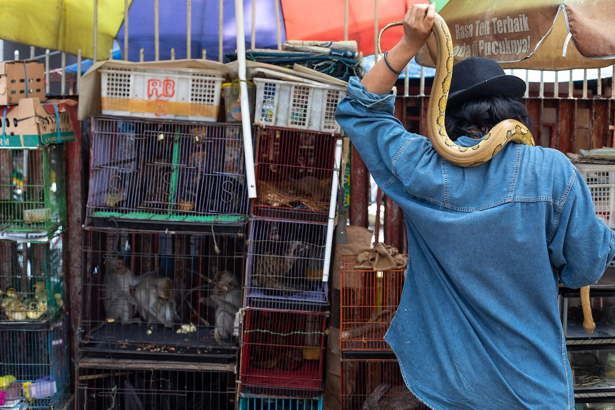 Thailand campaigns against wildlife trade to reduce pandemic risk |  Canada's National Observer: News & Analysis