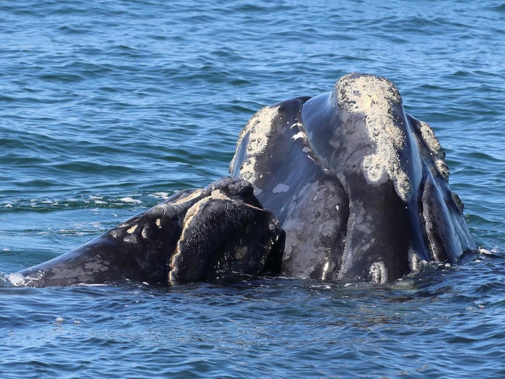 Right whale population sinks to lowest level in nearly 20 years | Canada's  National Observer: News & Analysis