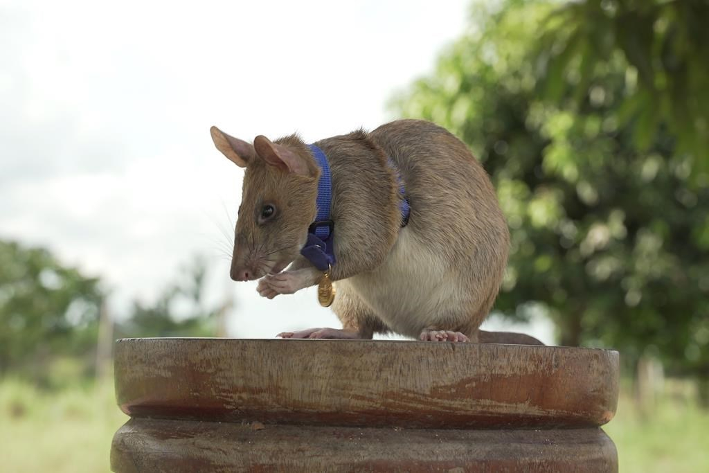 Hero Cambodian rat dies peacefully after life of sniffing out deadly land  mines | Canada's National Observer: News & Analysis