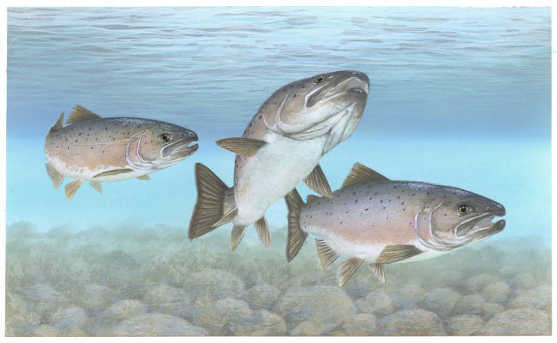 Evolutionary Biology of the Atlantic Salmon [Book]